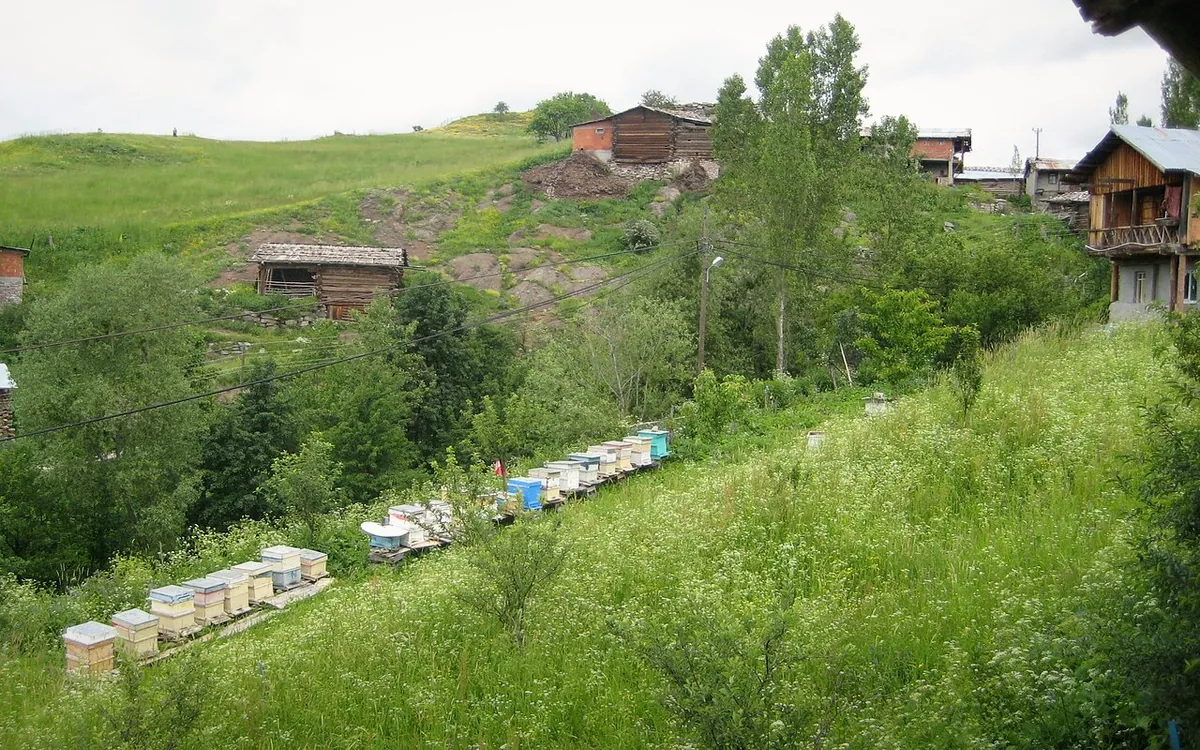 Pınarlı Şavşat çevresinde yeşil yamaçlar ve köy dokusu